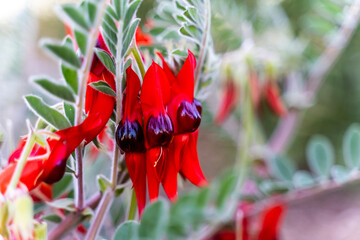 Sturt's desert pea (Swainsona formosa)