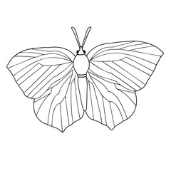 Butterfly. Insect close-up on a white background. Contour drawing. Vector graphics. Material for printing.