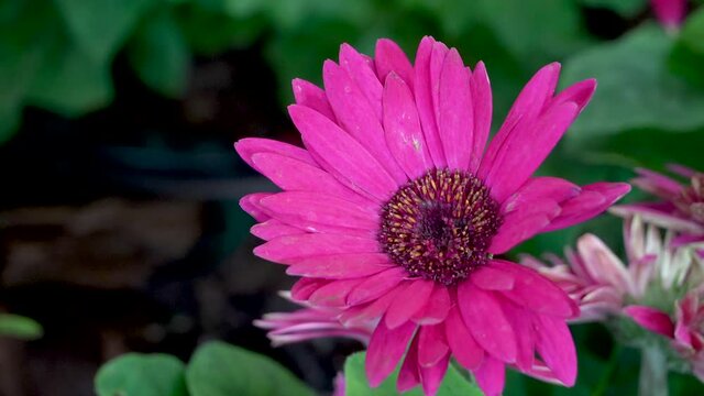 A Bright pink gebera daisy (Gerbera jamesonii) in a garden pan. Also called Barberton daisy, Transvaal daisy, and as Barbertonse madeliefie.