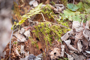 Rotten tree stump covered with green moss.