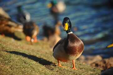 The city duck looks straight into the soul