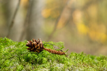 Pine cone in moss eaten by squirrel in front of a sunlit forest blurred in the background