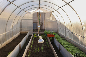 An arced greenhouse with three beds, planted mustard and onions on top hang lamps to heat the...