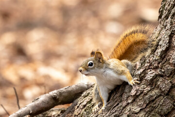 American red squirrel ((Tamiasciurus hudsonicus) known as the pine squirrel, North American red squirrel and chickaree.