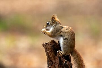 The American red squirrel -Tamiasciurus hudsonicus in the park