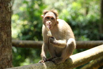 Fototapeta premium Now I know why children like icecreame.