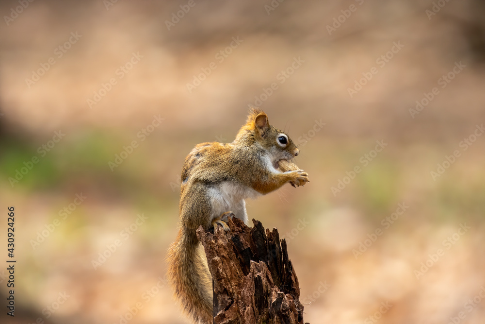 Canvas Prints The American red squirrel -Tamiasciurus hudsonicus in the park