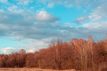 Spring forest and beautiful sunset with clouds.