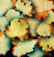 autumn foliage, composition of leaves. flat.