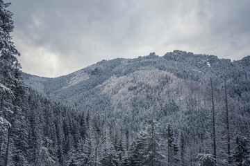 Mountain forest view on an overcast November day, Western Tatras, Poland. Coniferous forest covering the hills. Selective focus on the ridge, blurred background.