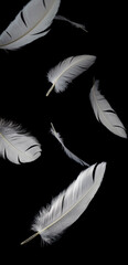 White Bird Feathers Falling Down In The Dark. Vertical Black Background.