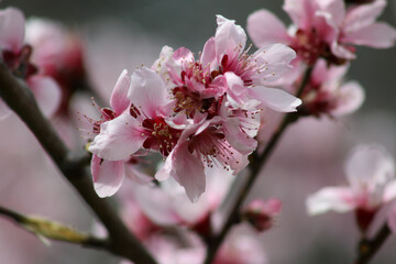 Cherry in blossom - sakura closeup