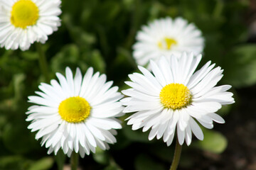 multiple common daisy close-up with green background