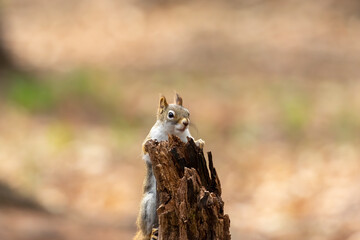American red squirrel ((Tamiasciurus hudsonicus) known as the pine squirrel, North American red squirrel and chickaree.