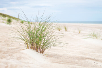 sand dunes in the sand