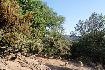 Fototapeta na wymiar Corsican pigs in Costa verde mountain. San-Giovanni-Di-Morianni village