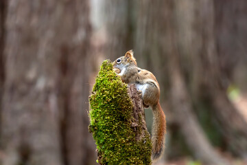 American red squirrel ((Tamiasciurus hudsonicus) known as the pine squirrel, North American red squirrel and chickaree.