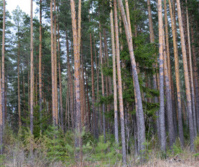 dark coniferous forest with tall trees pines and a blue sky on a spring day