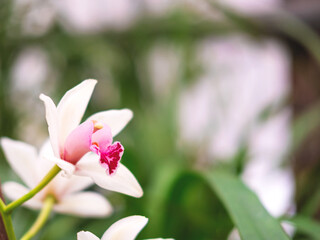 The beautiful flower of orchid with the blurred background for your design.