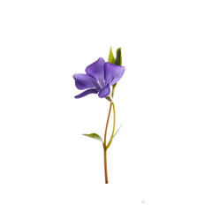 Purple Bell flower isolated on white background.