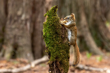The American red squirrel -Tamiasciurus hudsonicus in the park