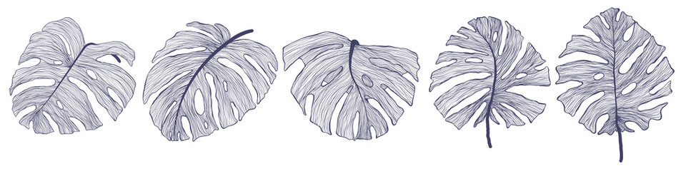 Tropical monstera leaf vector collection in modern linear style. Hand drawn exotic summer leaves bundle. Philodendron leaves set in outline design. Isolated on white background. © Juri Kam