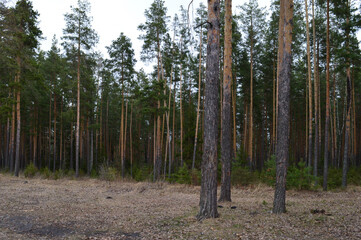 dark coniferous forest with tall trees pines and a blue sky on a spring day