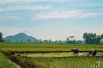 farmer working on rice field