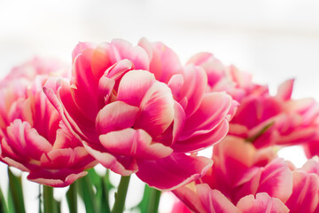 Fototapeta premium pink terry tulips close-up. floral bright background