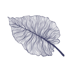 Tropical monstera single leaf in modern linear style. Hand drawn exotic summer leaf illustration. Philodendron leaf in outline design. Isolated on white background.
