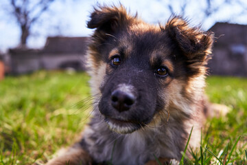 Close-up Portrait of a Young Dog. Puppy Looks Camera. Background Is A Lawn With Green Grass