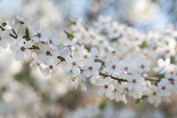 spring white flowers on branch - mirabelle prune,  cherry plum,  closeup selective focus