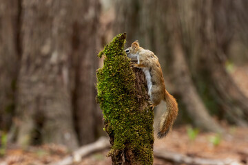American red squirrel ((Tamiasciurus hudsonicus) known as the pine squirrel, North American red squirrel and chickaree.