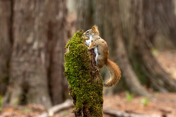 American red squirrel ((Tamiasciurus hudsonicus) known as the pine squirrel, North American red squirrel and chickaree.