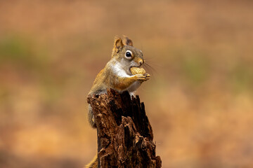 American red squirrel ((Tamiasciurus hudsonicus) known as the pine squirrel, North American red squirrel and chickaree.