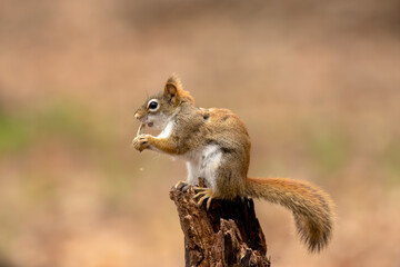 Naklejka na ściany i meble American red squirrel ((Tamiasciurus hudsonicus) known as the pine squirrel, North American red squirrel and chickaree.