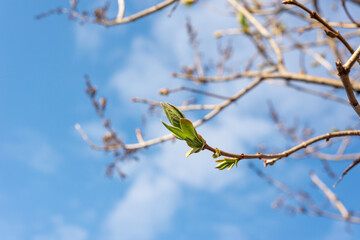 In the spring, new green leaves burst from the buds of the trees.