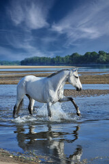 Obraz na płótnie Canvas gray horse by the water