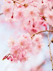 満開のしだれ桜