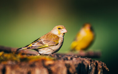 Chloris chloris on tree