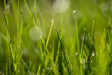 Fresh green grass with drops of fresh morning dew on a blade of grass macro