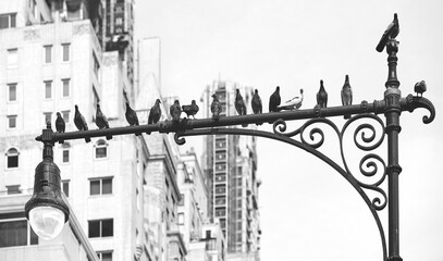 Silhouette of pigeons sitting on a lamp post in New York City, selective focus, USA.
