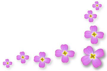 Fototapeta na wymiar Malcomia triloba. Decorative composition with pink wallflower flowers isolated on white background.