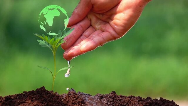The earth on small tree. Watering a small tree for save the earth and natural , clean ecology in natural.