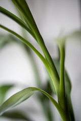 Obraz premium leaf with drops