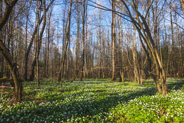 Fototapeta na wymiar Anemone nemorosa flowers in forest. Spring nature