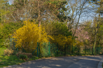 Obraz premium Gennevilliers, France - 03 28 2021: Chanteraines park. Nature in bloom in spring season. View of a yellow tree in bloom in the japanese park