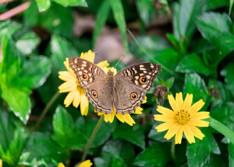 Colorful butterfly spotted on the yellow flower with a green background