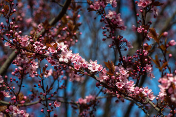 Beautiful spring sakura branches with flowers on a cloudy day macro photography