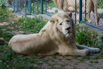 Portrait of a resting lion.